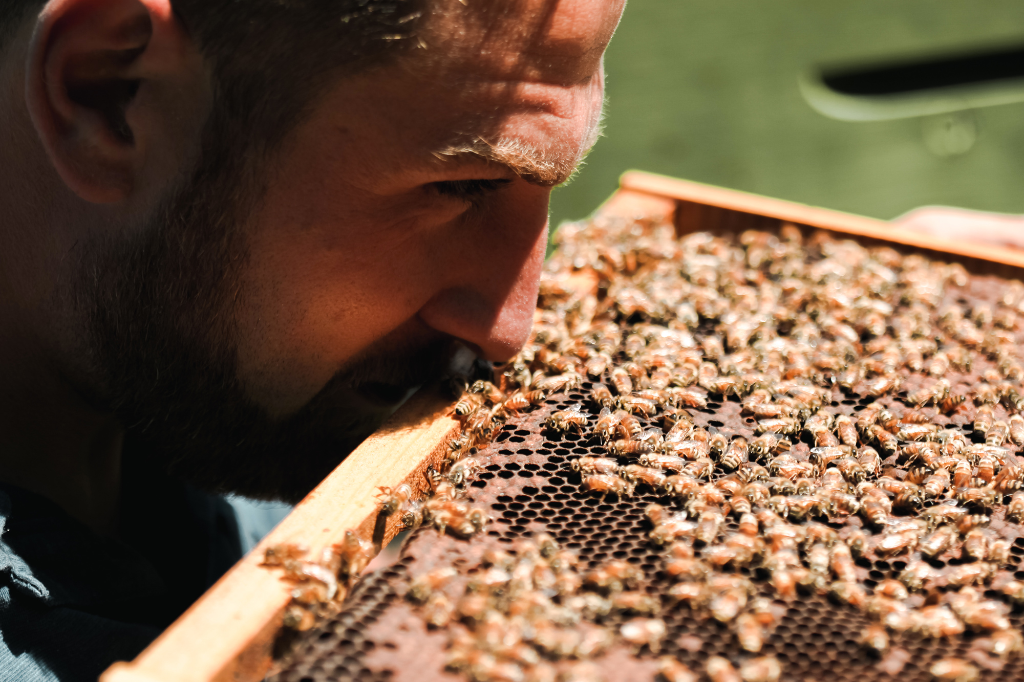 BeeBo – Co-experiential Marketing in Beekeeping