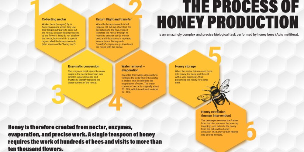 How is honey made? – A fascinating journey into the world of the hive
