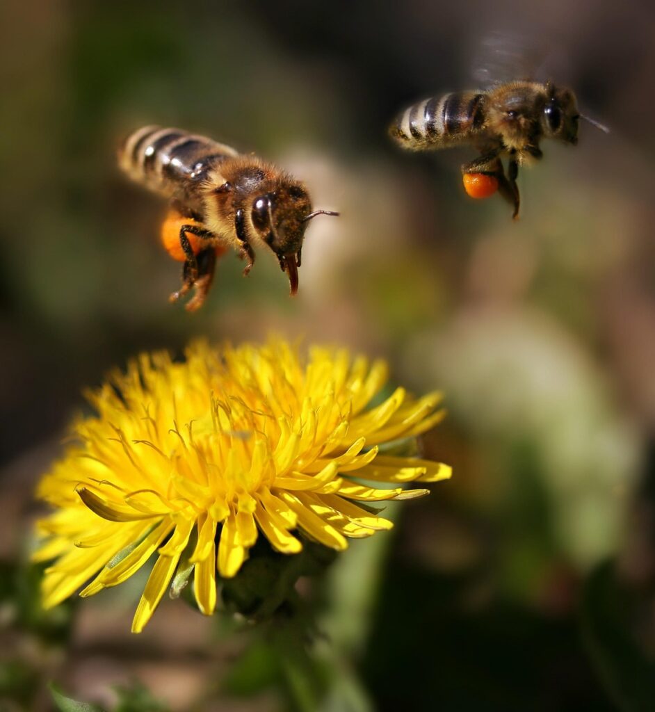 bees, flight, pollination, pair, dandelion, insect, bees, dandelion, dandelion, dandelion, dandelion, dandelion