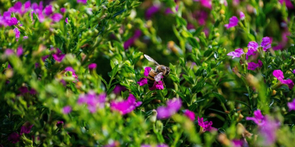 Honey Plants – Interactive Card Game