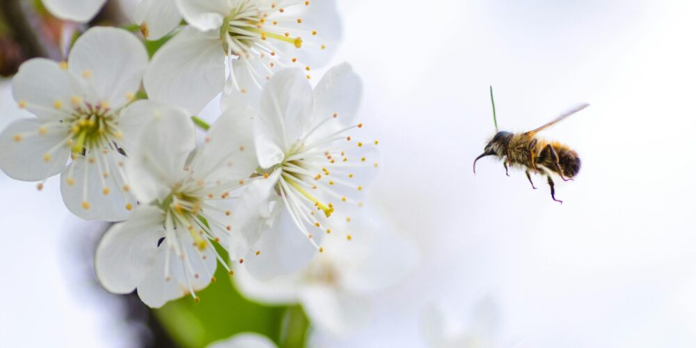 Macro shot of a bee flying towards white cherry blossoms, highlighting pollination in spring.